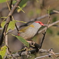 Red-browed Finch-IMG 3519