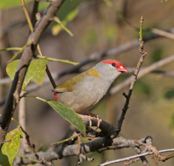 Red-browed Finch-IMG 3519