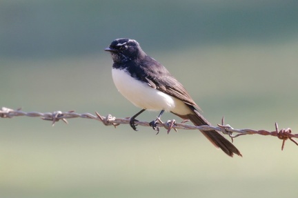 Willie Wagtail IMG 3586