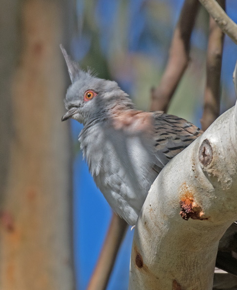 Crested-Pigeon-IMG 3627