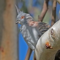 Crested-Pigeon-IMG 3627