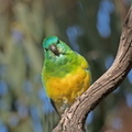 Red-rumped Parrot-M-IMG 3633