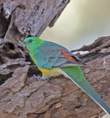 Red-rumped Parrot-M-IMG 3642
