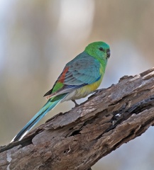 Red-rumped Parrot-M-IMG 3652
