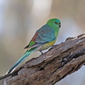 Red-rumped Parrot-M-IMG 3652
