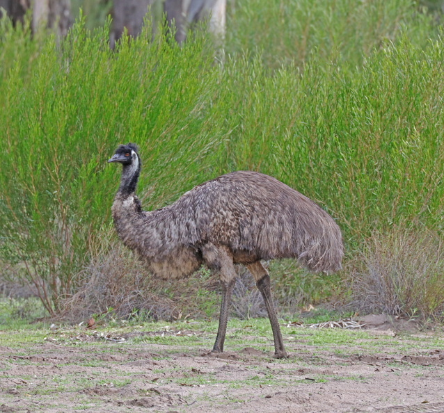 Emu-IMG_3858.jpg
