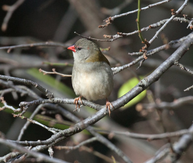 Red-browed-Finch-IMG 2858