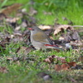 Red-browed-Finch-IMG_2861.jpg
