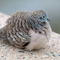 Peaceful Dove IMG 4491