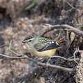 Spotted Pardalote IMG 5350