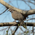 Spotted Dove IMG 0051