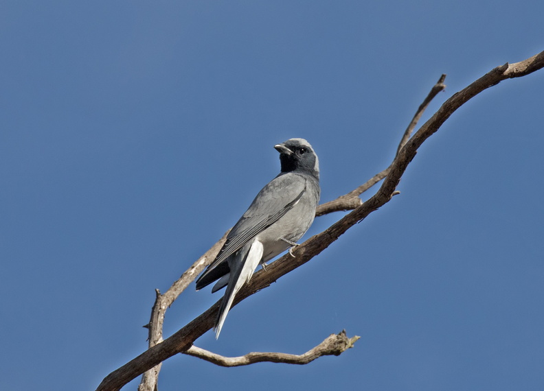 Black-faced Cuckoo-shrike IMG 0488