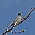 Black-faced Cuckoo-shrike IMG 0488