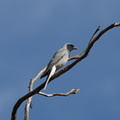 Black-faced Cuckoo-shrike IMG 0497