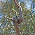 Black-faced Cuckoo-shrike nest IMG_0503.jpg