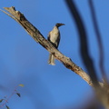 Noisy Friarbird IMG 0959