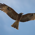 Square-tailed Kite IMG 0699