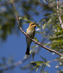 Rainbow Bee-eater IMG 1605