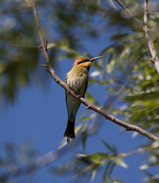 Rainbow Bee-eater IMG_1605.jpg