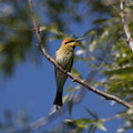Rainbow Bee-eater IMG_1605.jpg