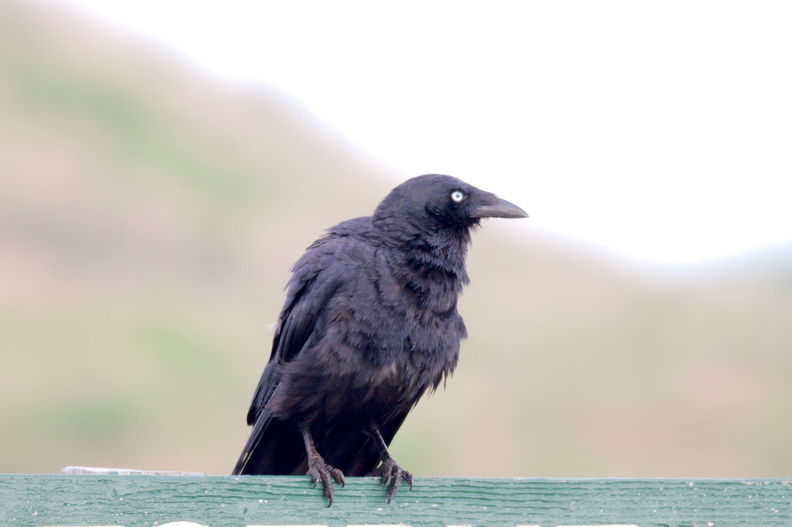 Forest Raven? IMG_1832.jpg