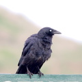 Forest Raven? IMG_1832.jpg