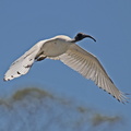 White Ibis IMG 2235
