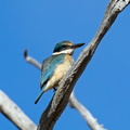 Sacred-Kingfisher-IMG_5994.jpg