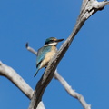 Sacred-Kingfisher-IMG_5999.jpg