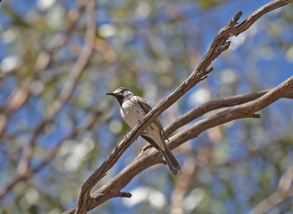 White-fronted-HE-IMG 3023