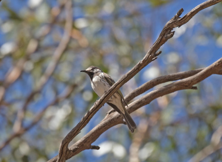 White-fronted-HE-IMG 3023
