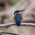 Azure-Kingfisher-IMG_6990.jpg