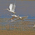 Yellow-billed-Spoonbill-IMG 7174