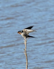 Welcome-Swallow-IMG 7161