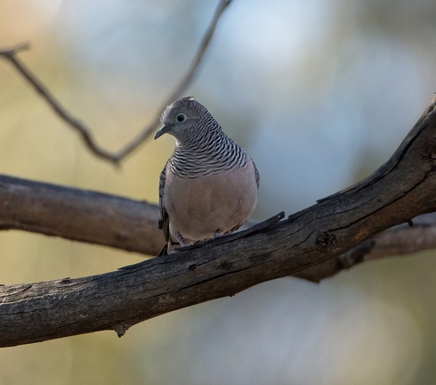 peaceful-dove-IMG 3155