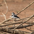 White-fronted-chat-IMG 3072
