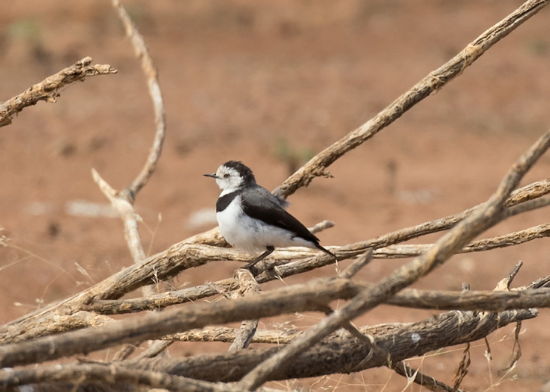white-fronted-chat-IMG_3073.jpg