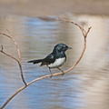 willie-wagtail-IMG 3117