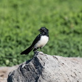 Willie-wagtail-IMG 3359