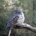 Tawny-Frogmouth-IMG 3724