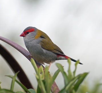 Red-browed-Finch-IMG 7755