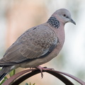 Spotted-Turtle-Dove-IMG_7789.jpg