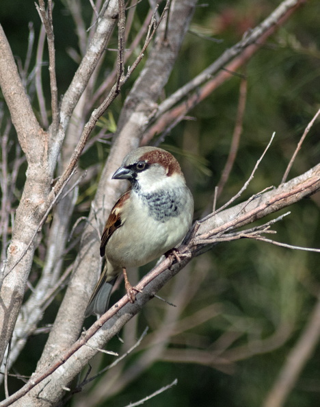 House-Sparrow-IMG_7796.jpg