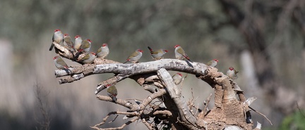Red-Browed-Finch-IMG 4544