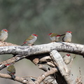 Red-browed-Finch-IMG 4547