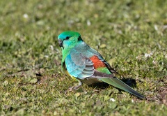 Red-Rumped-Parrot-IMG 4645
