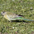 Red-rumped-Parrot-IMG 4649
