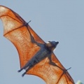 Grey-Headed-Fruit-Bat-IMG 9859