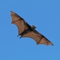 Grey-Headed-Fruit-Bat-IMG 9886