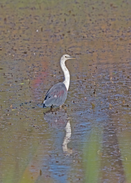 White-necked-Heron-IMG_1684.jpg